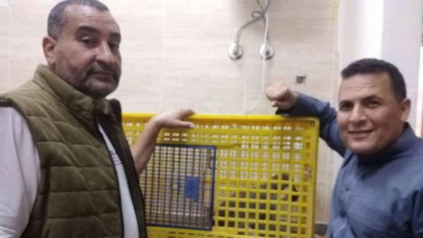 بعد أيام من البحث.. العثور على نسناس السادات الهارب وإيداعه في فندق