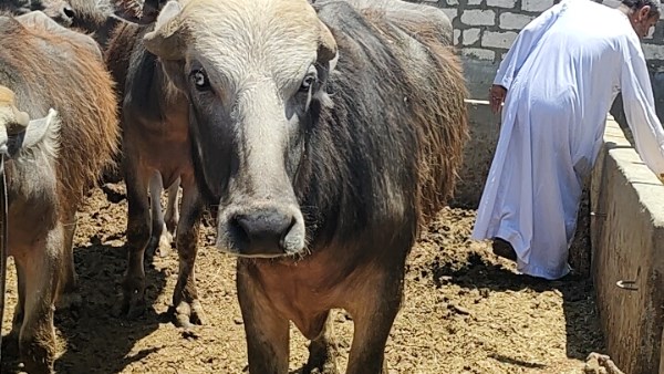 مكان مخصص للعجول المطلوقة 