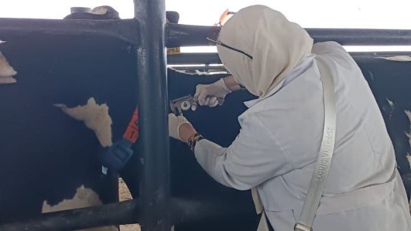 فحص 3594 رأس ماشية ضد البروسيلا و 3274 ضد السل البقري بالشرقية فحص 3594 رأس ماشية ضد البروسيلا و 3274 ضد السل البقري بالشرقية