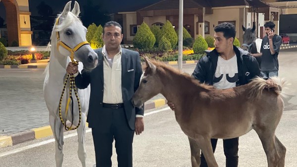 من المزارع المصرية إلى الأردن..  تصدير شحنة خيول جديدة عالية الجودة