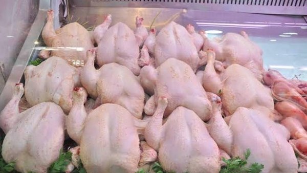 اسعار الفراخ اليوم