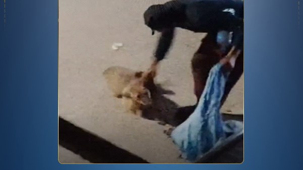 القبض على شخص متهم بتغذيب الكلاب الضالة بالقاهرة