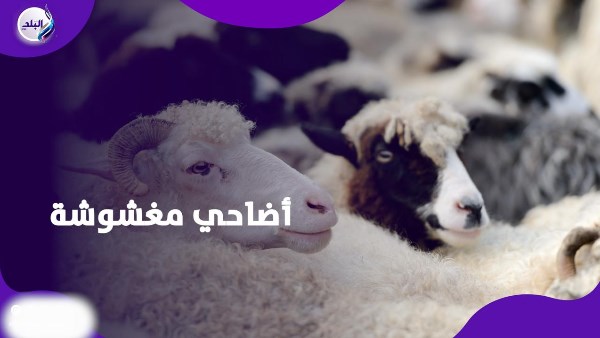 شروط شراء الاضاحي
