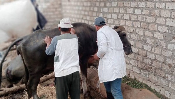 الدقهلية: تحصين 111 ألف رأس ماشية في الحملة القومية الأولى للتحصين ضد الحمى القلاعية