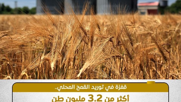 توريد القمح للموسم الحالي