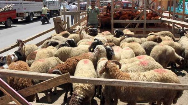 أرشيفية