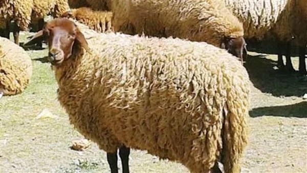  أضحية الأوقاف