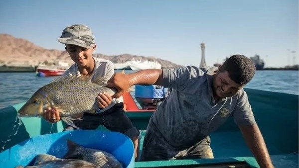 بعد توقف 4 أشهر.. عودة الصيد البحري إلى خليج العقبة