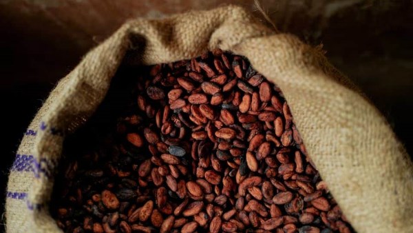 هبوط أسعار الكاكاو بنسبة 70% ينهي استخدام بدائل الشوكولاتة منخفضة الجودة