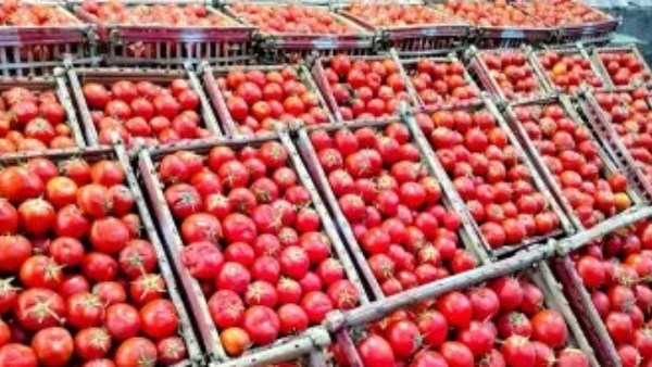 5 أسباب وراء الارتفاع.. الطماطم تصل إلى 70 جنيهًا للكيلو في الأسواق