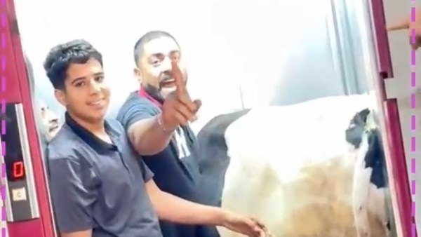 "عجل" في الأسانسير يثير ضجة عبر مواقع التواصل في عيد الأضحى