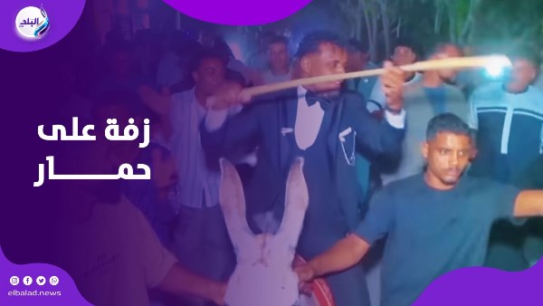 زفة على ظهر حمار