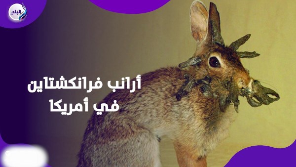 أرانب أمريكا