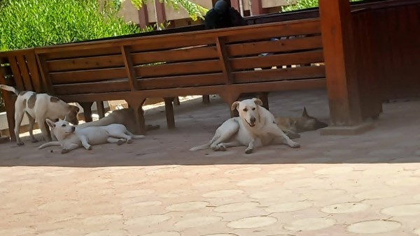طالبات مدينة الأزهر الجامعية تستغيث من انتشار الكلاب الضالة.. صور