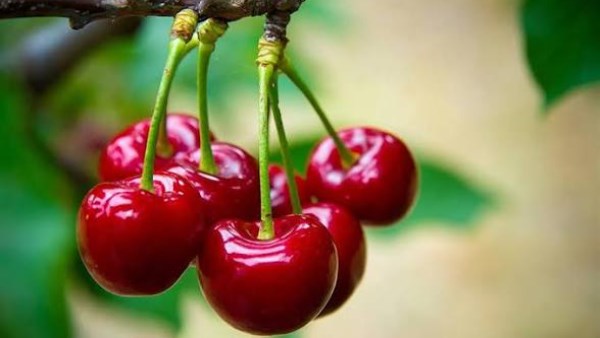 فوائد الكرز الصحية