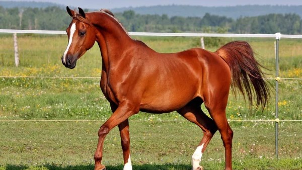 برلمانية: دعم صناعة الخيل العربي الأصيل يعزز الاقتصاد الوطني