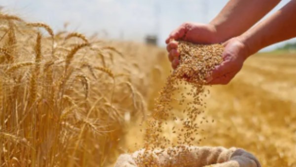 الذهب الأصفر يحقق طفرة جديدة.. 4.1 مليون طن قمح في شون وصوامع مصر
