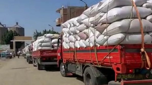توريد قمح ببني سويف