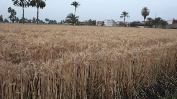 ضبط 100 طن قمح بدون تصريح  واستبعاد شحنات غير مطابقة للمواصفات بالمنيا