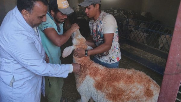 تحصين الماشية