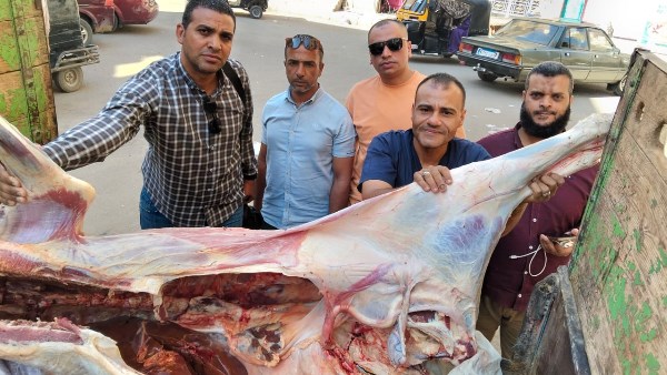  ضبط عجل مذبوح خارج المجازر الحكومية ومصاب باليرقان وغير صالح للاستهلاك الآدمي بمنفلوط
