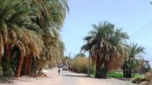 جهود متنوعة