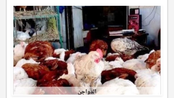 أسعار الدواجن في أسوان اليوم الثلاثاء 30-6-2026