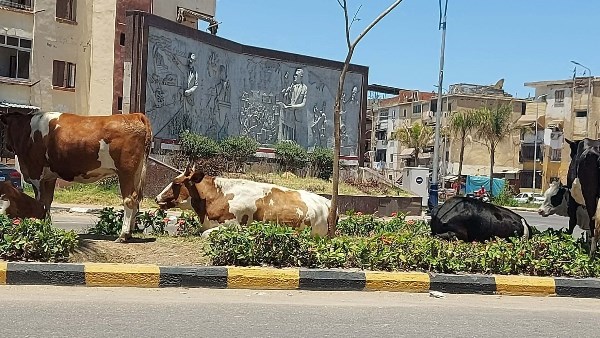 محافظ بورسعيد يوجه باتخاذ إجراءات حاسمة لمنع ظاهرة المواشي الهائمة بالشوارع