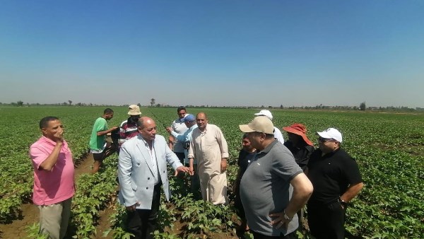 مزارعي القطن بالدقلية
