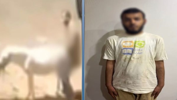 مريض نفسي.. الداخلية تكشف تفاصيل تعدي شخص على حمار بالضرب