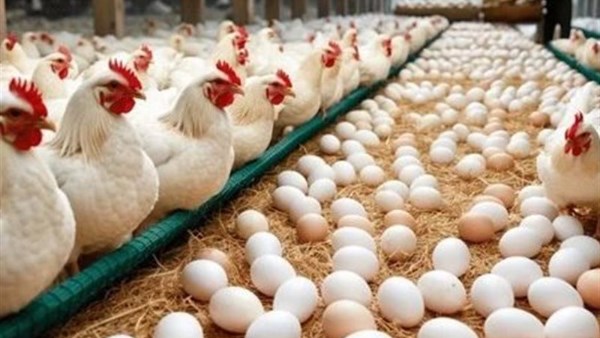 هبوط البيض والبانيه.. أسعار الفراخ اليوم الثلاثاء