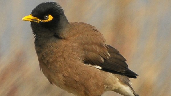 طائر المينا الهندي 