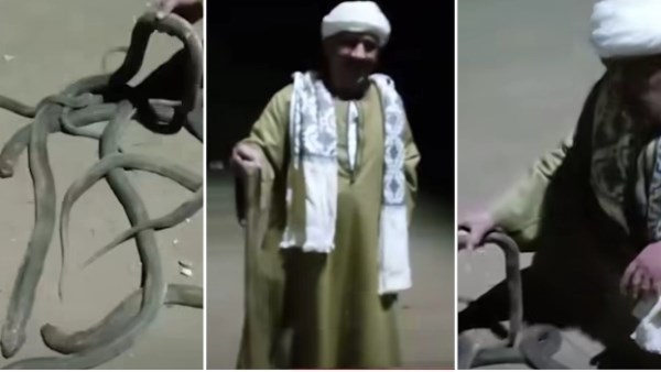 المواطن والافاعي