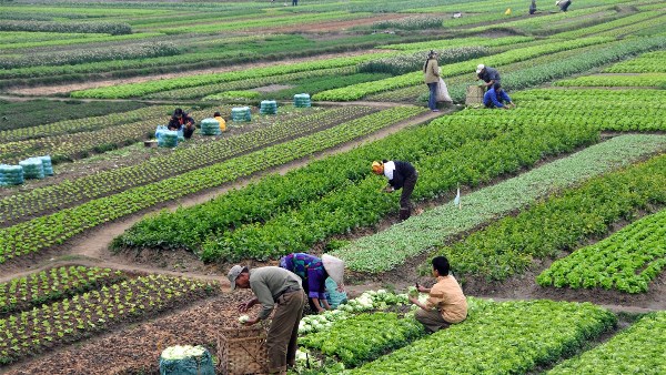 مشروع سهل بركة يوفر 1200 فرصة عمل.. أرشيفية