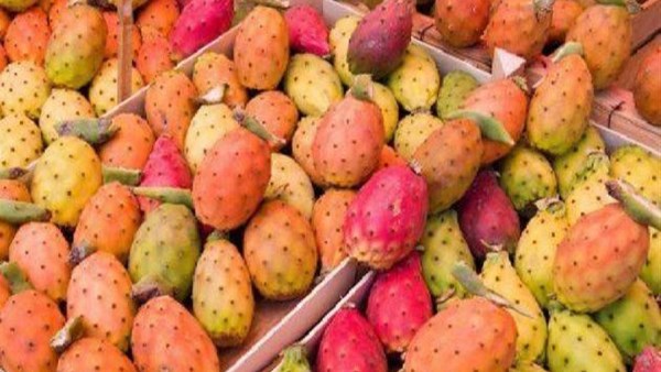  ماذا يحدث لجسمك عند تناول التين الشوكى؟