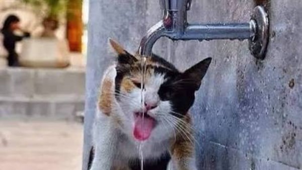 الحيوانات في الحر