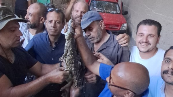 تمساح شبرامنت