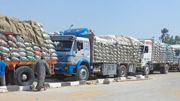 توريد قمح ببني سويف