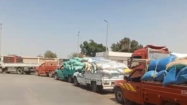 توريد قمح ببني سويف