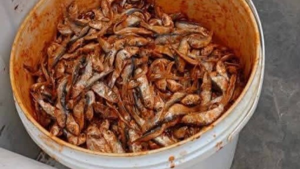 حملات بيطرية مكثفة 
