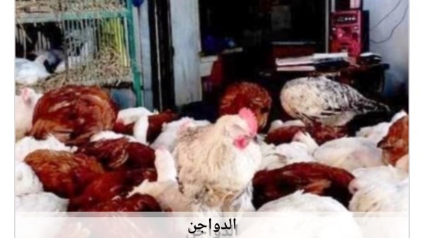 أسعار الدواجن في أسوان اليوم الخميس 30-7-2026