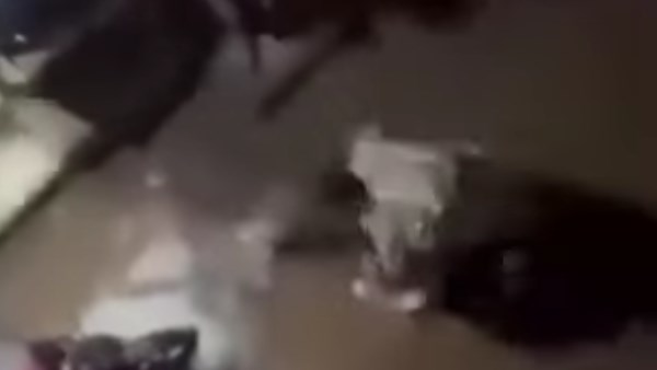 فيديو متداول على وسائل التواصل الاجتماعي