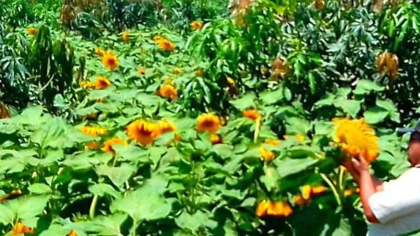 ارتفاع نسبة استصلاح الأراضي لتصبح 24 ألف فدان بمنطقة سهل الطينة