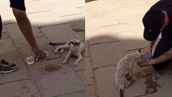 السياح يضعون المياة للقطط داخل المعابد