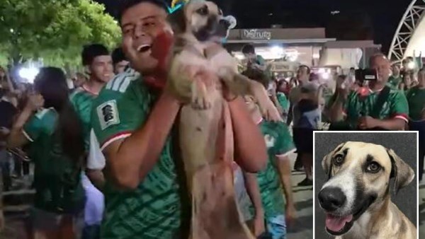 صورة الكلبة المفقودة