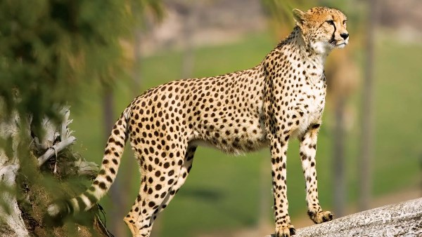 أرشيفية 
