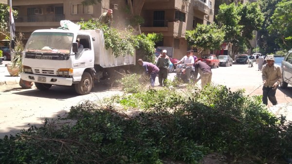 رفع الأشجار الخطرة