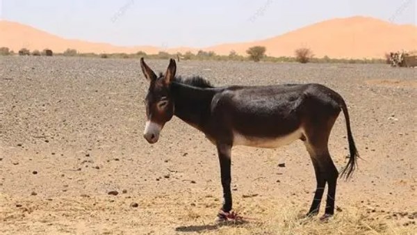 ضبط حمار 