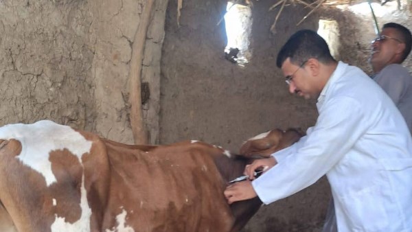 تحصين المواشى بقنا