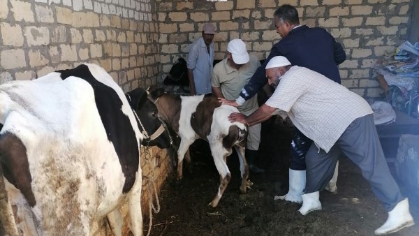 تحصين الماشية 